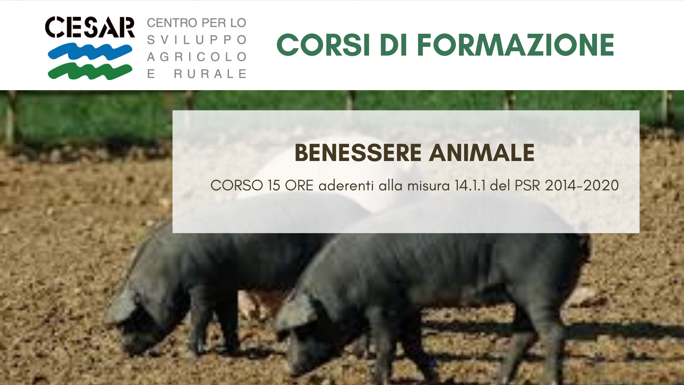 benessere animale_14.1.1.png